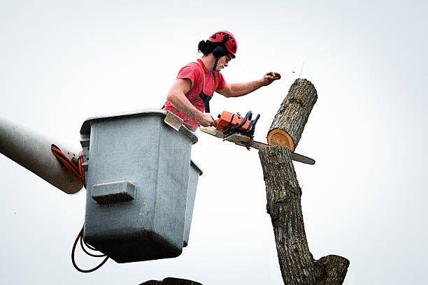 Reliable North Oaks, MN Tree Care Solutions