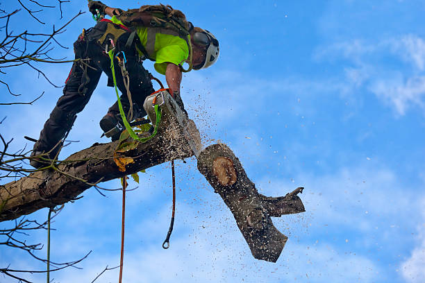 How Our Tree Care Process Works  in  North Oaks, MN